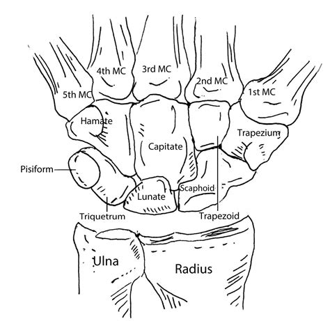 Anatomy of the Hand Overview .